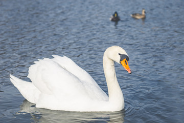 swan on lake