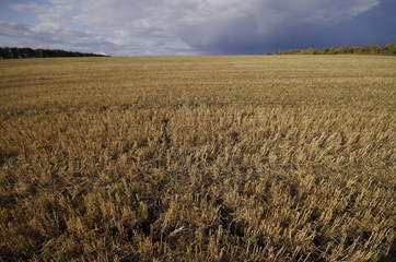 field of wheat