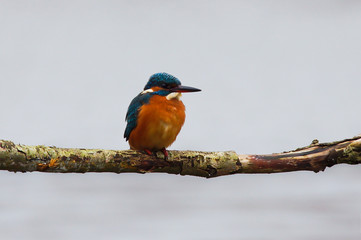 Common Kingfisher with calm background