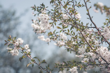 flowers in spring