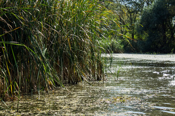 Swamp area Imperial Pond, Carska bara, Serbia. Large natural habitat for rare birds and other species.