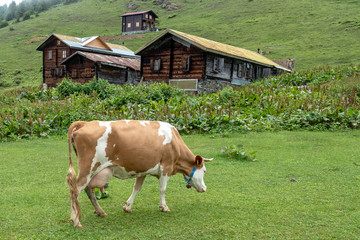 Fototapeta na wymiar Cow grazing the fresh grass