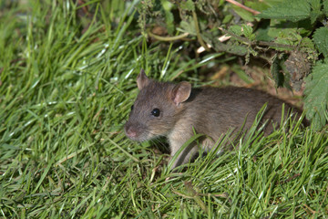 Common Brown Rat
