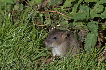 Common Brown Rat