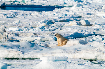 Large polar bear walking on the ice pack in the Arctic Circle, Barentsoya, Svalbard, Norway © Don Landwehrle