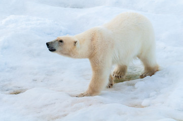 Plakat Large polar bear walking on the ice pack in the Arctic Circle, Barentsoya, Svalbard, Norway