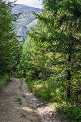Path in the forest high in the mountains. Summer day.
