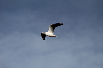 gaivota3