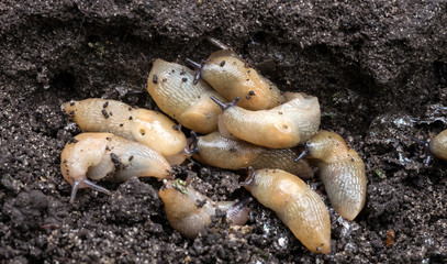 A large accumulation of slugs on the ground.