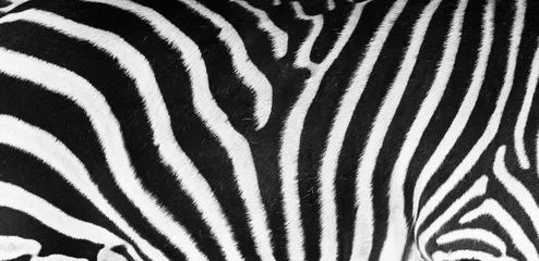 Poster Natural texture of the zebra skin. Natural black and white striped pattern. © vladk213