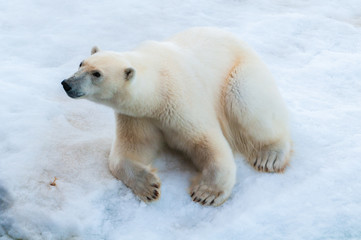 Obraz na płótnie Canvas Large polar bear sitting on the ice pack in the Arctic Circle, Barentsoya, Svalbard, Norway
