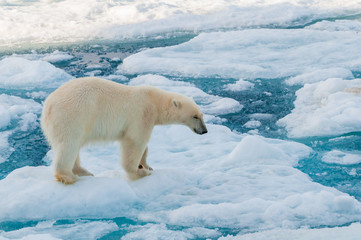 Obraz na płótnie Canvas Large polar bear walking on the ice pack in the Arctic Circle, Barentsoya, Svalbard, Norway