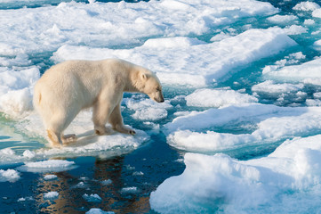 Large polar bear walking on the ice pack in the Arctic Circle, Barentsoya, Svalbard, Norway © Don Landwehrle