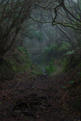 Forêt disparue