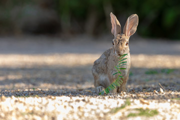 small rabbit eating a mesquite branch