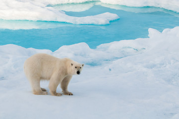 Large polar bear walking on the ice pack in the Arctic Circle, Barentsoya, Svalbard, Norway © Don Landwehrle