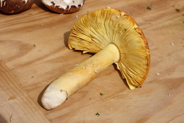 funghi porcini e ovuli per la cucina italiana in autunno