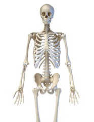 Human anatomy, bone skeleton viewed from the front.
