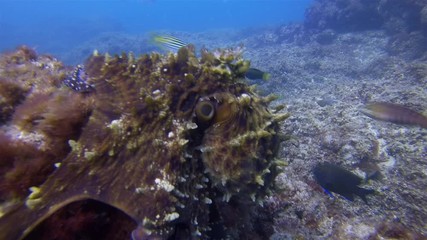 Big Manta Ray Close Up. Mantaray Or Reef Manta Feeding & Swimming Close In Sunlit Blue Sea Water On Coral Reef. Pelagic Filter Feeder & Underwater Wide Angle View Of Marine Life