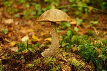 Mushroom on a Forest Floor