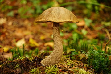 Mushroom on a Forest Floor