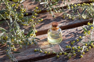 A bottle of essential oil with blooming wormwood plant
