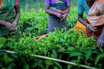 Fototapeta premium Tea plantation in Sri Lanka