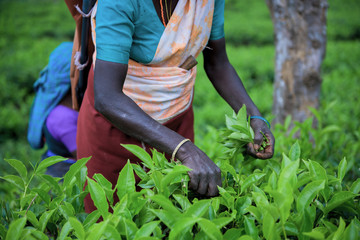 Naklejka na ściany i meble Tea plantation in Sri Lanka