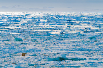 Large polar bear walking on the ice pack in the Arctic Circle, Barentsoya, Svalbard, Norway