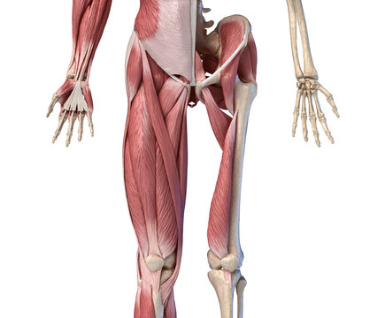 Human male anatomy, limbs and hip muscular and skeletal systems, Front view.