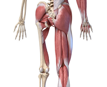 Human male anatomy, limbs and hip muscular and skeletal systems, back view.