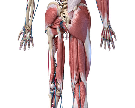 Human Anatomy,  Limbs and hip skeletal, muscular and cardiovascular systems. Viewed from the back.