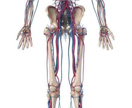Human body anatomy. Hip, legs and hands Skeleton with veins and arteries. Front view.
