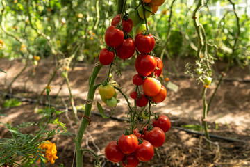 Delicious red tomatoes hanging on branches. Summertime in Österlen, Sweden.