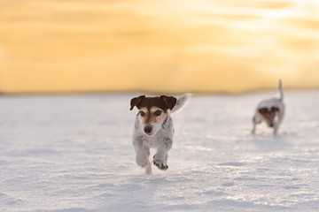 Jack Russell Terrier dog is running fast in a atmospheric sunrise