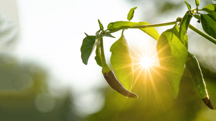 Scharfe Chilli im Garten angestrahlt von der Abendsonne