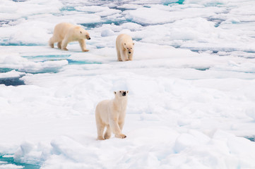 Mother and cub polar bears walking on the ice pack in the Arctic Circle, Barentsoya, Svalbard, Norway © Don Landwehrle