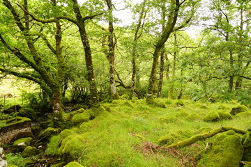 Trees in a Highland Valley