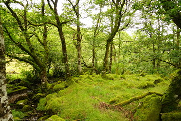 Obraz premium Gęsty Green Forest Glen w Walii Snowdonia