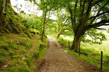 Fototapeta premium Trees in a Highland Valley
