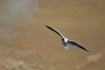 fly