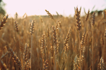 Golden wheat field of wheat ears. summer