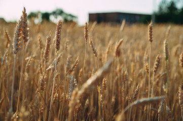 Golden wheat field of wheat ears. summer