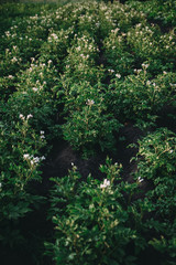 A Flowering potatoes in the summer day