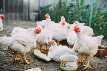 white hens on the farm. chickens. bird flu