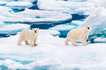 Polar bear cubs walking on the ice pack in the Arctic Circle, Barentsoya, Svalbard, Norway © Don Landwehrle
