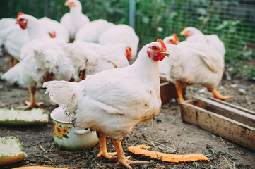 white hens on the farm. chickens. bird flu
