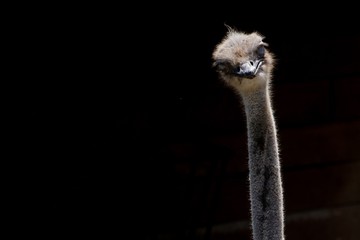 Images of captive alligators and crocodiles from Alligator Adventure in Myrtle Beach, S.C.