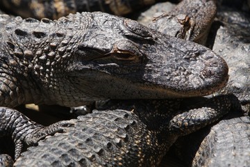 Images of captive alligators and crocodiles from Alligator Adventure in Myrtle Beach, S.C.