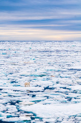 Naklejka na ściany i meble Large polar bear walking on the ice pack in the Arctic Circle, Barentsoya, Svalbard, Norway